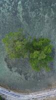 Aerial View of a Mangrove Tree on the Beach photo