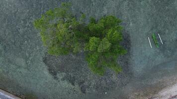 Aerial View of a Mangrove Tree on the Beach photo
