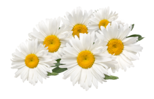 schön Kamille Blumen png