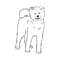 Akita inu dog vector sketch