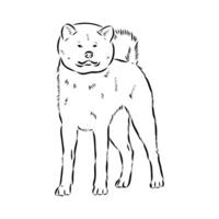 Akita inu dog vector sketch