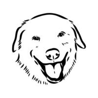 Akbash the dog vector sketch