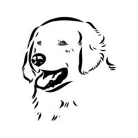 Akbash the dog vector sketch