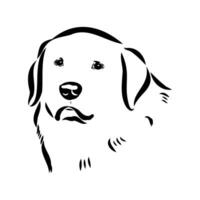 Akbash the dog vector sketch