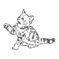 cat vector sketch