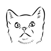 cat vector sketch