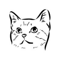 cat vector sketch