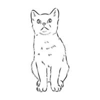 bosquejo del vector del gato