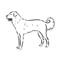 Akbash the dog vector sketch