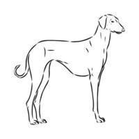 Greyhound azawak vector sketch