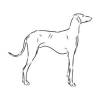 Greyhound azawak vector sketch