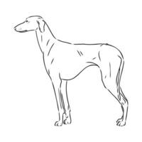 Greyhound azawak vector sketch