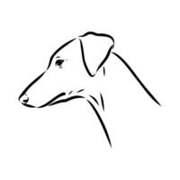 Greyhound azawak vector sketch