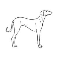 Greyhound azawak vector sketch