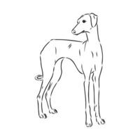 Greyhound azawak vector sketch