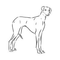 Greyhound azawak vector sketch