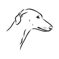 Greyhound azawak vector sketch