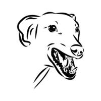 Greyhound azawak vector sketch