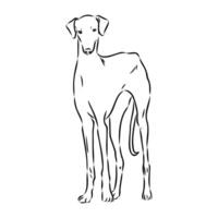 Greyhound azawak vector sketch