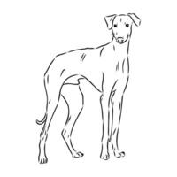 Greyhound azawak vector sketch