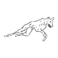 Greyhound azawak vector sketch