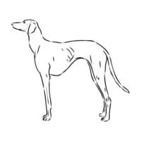 Greyhound azawak vector sketch