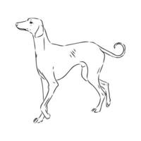 Greyhound azawak vector sketch