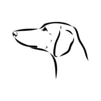 Greyhound azawak vector sketch