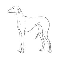 Greyhound azawak vector sketch