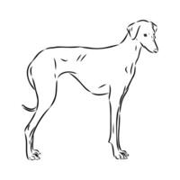 Greyhound azawak vector sketch