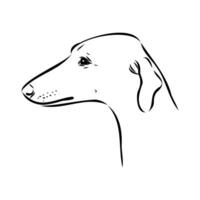 Greyhound azawak vector sketch