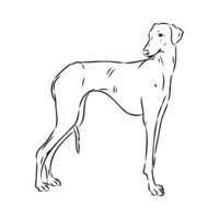 Greyhound azawak vector sketch