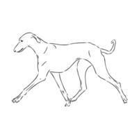 Greyhound azawak vector sketch