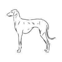 Greyhound azawak vector sketch