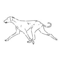 Greyhound azawak vector sketch