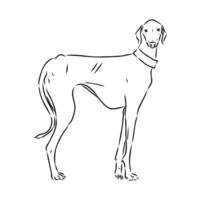 Greyhound azawak vector sketch