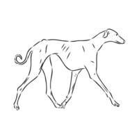 Greyhound azawak vector sketch