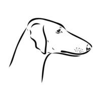 Greyhound azawak vector sketch