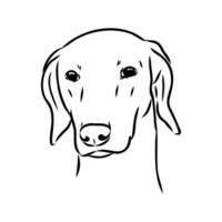 Greyhound azawak vector sketch