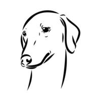 Greyhound azawak vector sketch