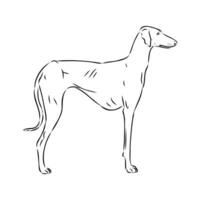 Greyhound azawak vector sketch