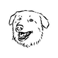 Aidi the dog vector sketch