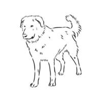 Aidi the dog vector sketch