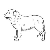 Aidi the dog vector sketch