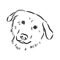 Aidi the dog vector sketch