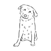 Aidi the dog vector sketch