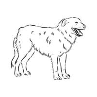 Aidi the dog vector sketch