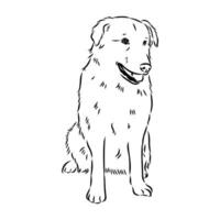 Aidi the dog vector sketch