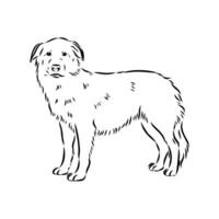 Aidi the dog vector sketch
