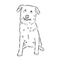 Aidi the dog vector sketch